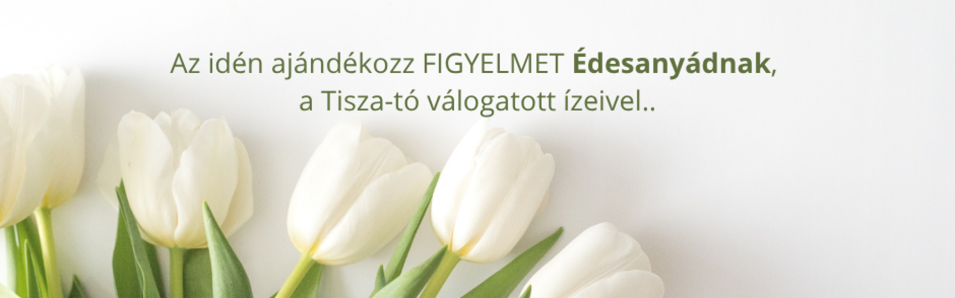 Kapj rá! Szürkeharcsa a Sulyomban – SVÉT szemlélet a Tisza-tónál